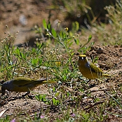 "Cape Canary" Paarl, South Africa